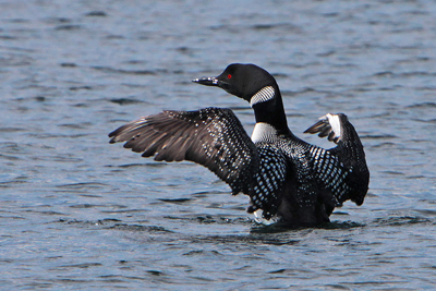 Loon Cruise on Squam Lake